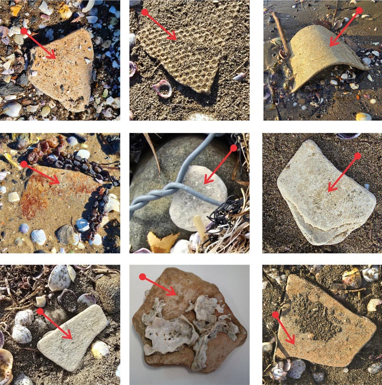 Examples of ACM found on Auckland’s eastern coastline