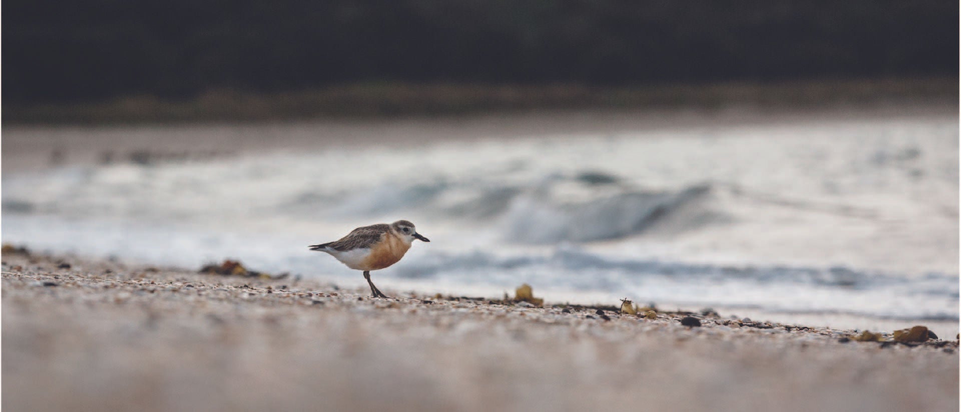 NZ Dotterel, Shakespear Regional Park