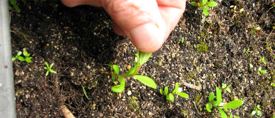 Young plants growing at Arataki nursery.