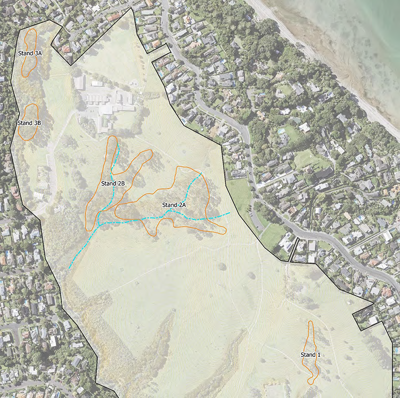 Map showing the locations of the pine trees which will be removed and replanted.