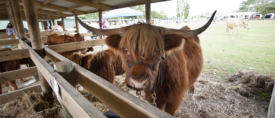 Cattle in a roofed pen.