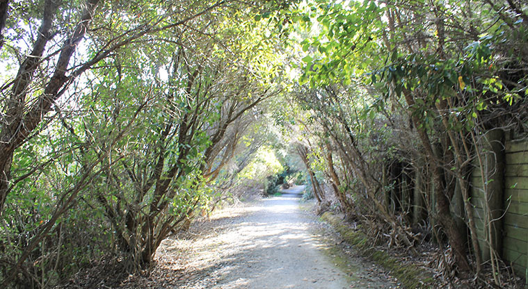 98 Pinecrest Drive - Section of path through the bush. Photo credit: M Loubser.
