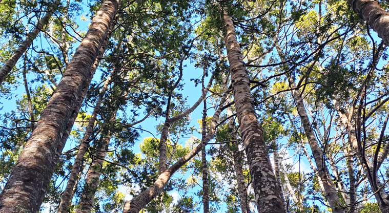 Alice Eaves Scenic Reserve - Forest canopy