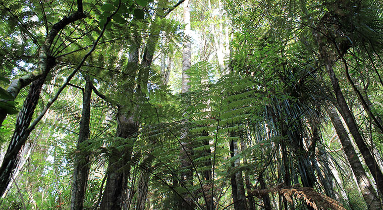 Alice Eaves Scenic Reserve - Looking up through the forest canopy. Photo credit: M Loubser.
