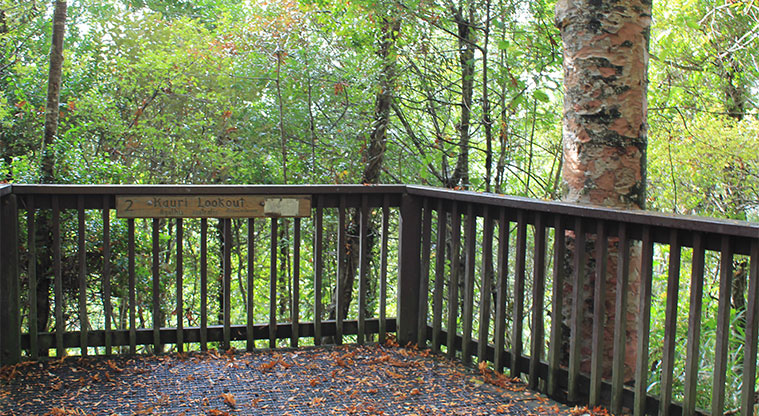 Alice Eaves Scenic Reserve - Kauri lookout. Photo credit: M Loubser.
