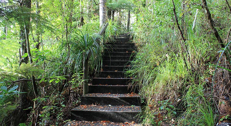 Alice Eaves Scenic Reserve - Stairs leading up a steeper section of the trail. Photo credit: M Loubser.