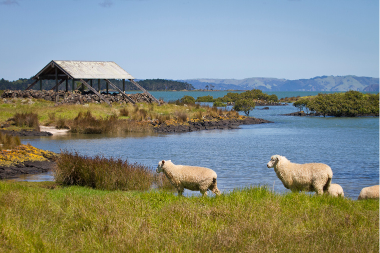 Ambury Regional Park - sheep by the Manukau Harbour.
