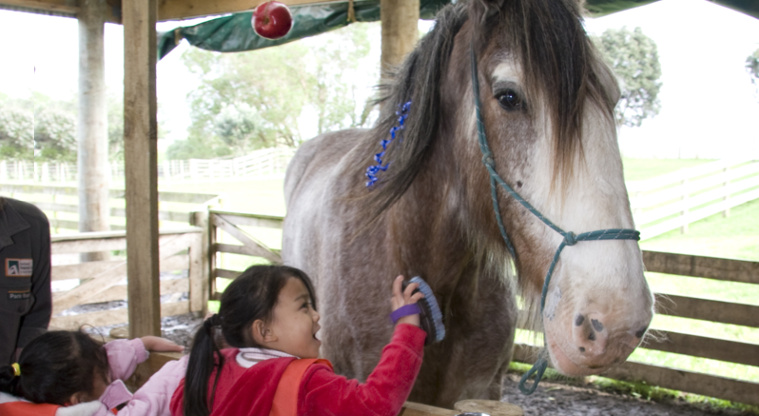 Ambury Regional Park - young visitor grooming a horse during Ambury Farm Day.