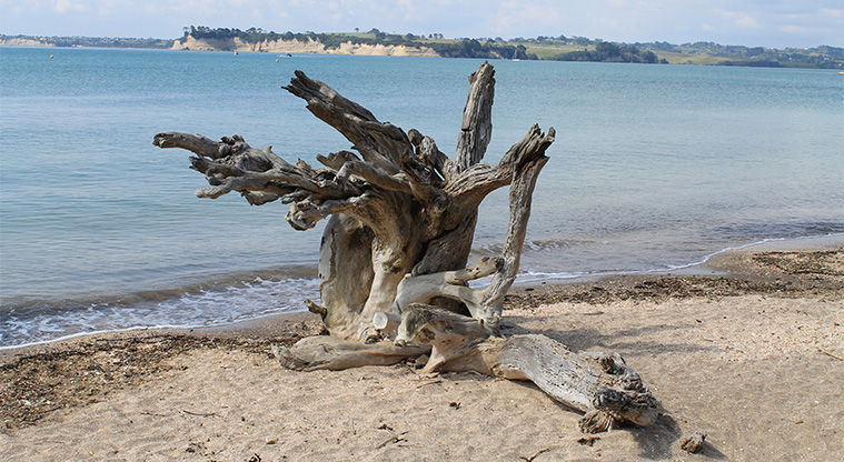 Arkles Bay Beachfront Reserve - Tree. Photo credit: M Loubser.