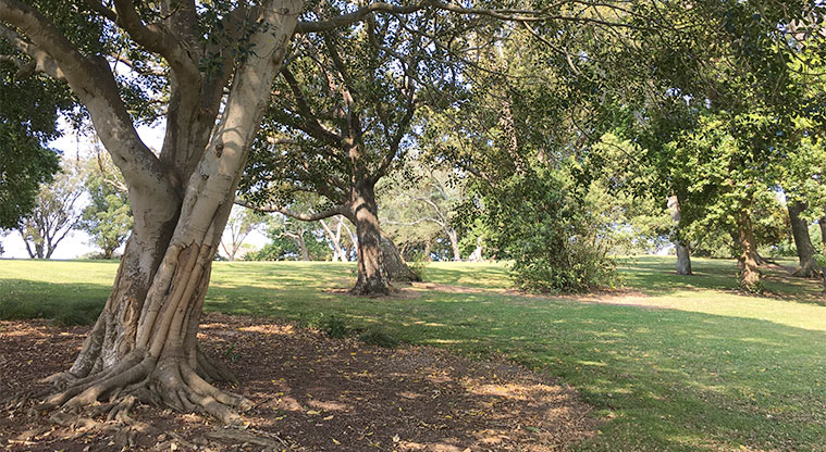 Arthur S Richards Memorial Park - Some of the many mature trees in the park. Photo credit: S Hulse.