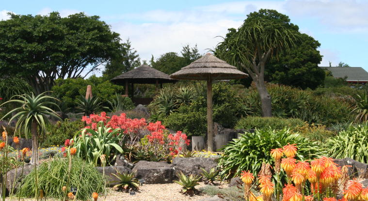 Auckland Botanic Gardens - the African Garden.
