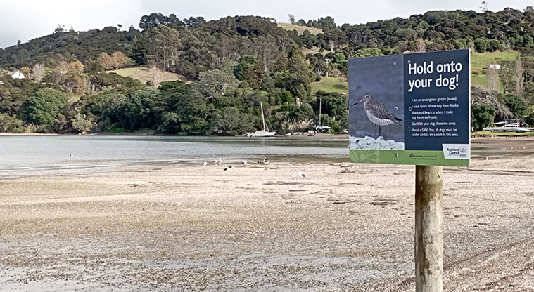 Blackpool Beach - Sign on the beach that says 'Hold onto your dog' and information about godwit (kuaka) nesting in the area. Photo credit: K Sumner.