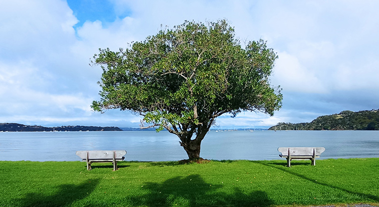Blackpool Beach - Two seats and a tree with Huruhi Bay in the background. Photo credit: K Sumner.