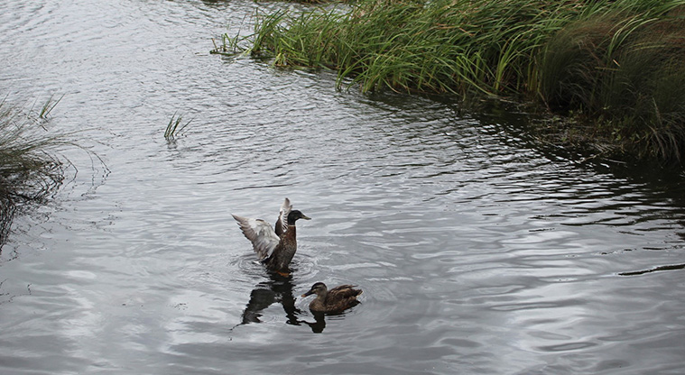 O-tua-uru / Brylee Drive Reserve - Ducks enjoying the pond.
