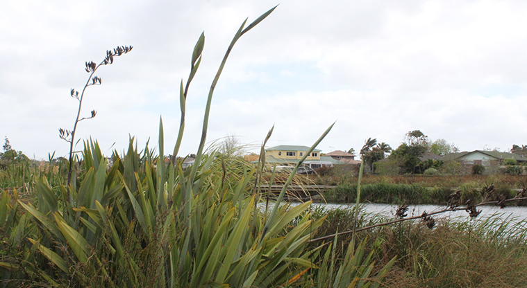 O-tua-uru / Brylee Drive Reserve - Looking through the flax, across the pond to the other side of the wetland.