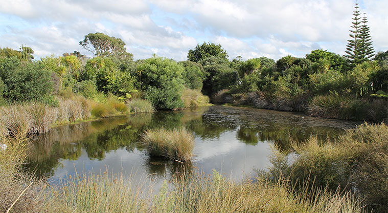 Centreway Reserve - Stormwater pond. Photo credit: M Loubser.
