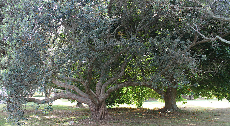 Centreway Reserve - Large tree. Photo credit: M Loubser.