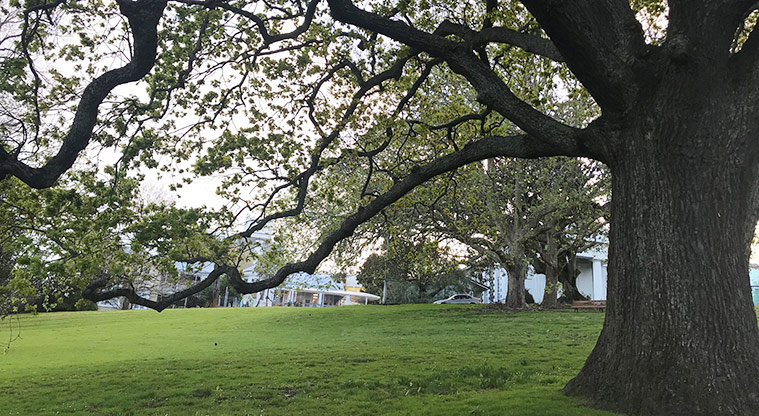 Constitution Hill - Open grassed area with a large tree in the foreground.