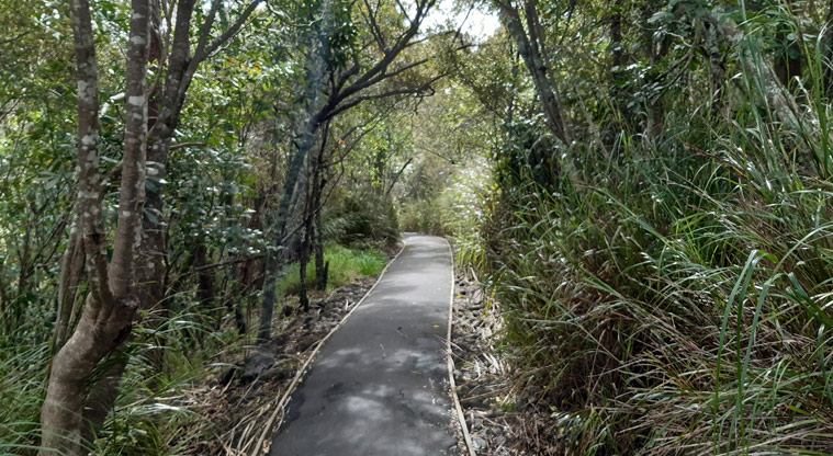 Dingle Dell Reserve - Section of one of the paths through the bush.