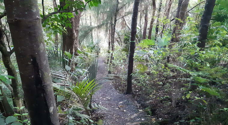 Fernglen Reserve - Section of gravel path through the bush.