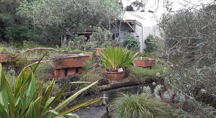 Fernglen Reserve - Area of the garden with plants in a variety of terracotta coloured pots.