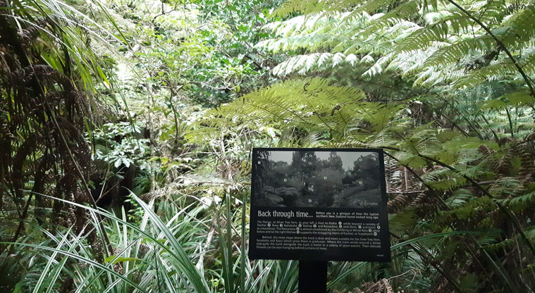 Fernglen Reserve - Sign in amongst the trees giving some history of the plants and trees.