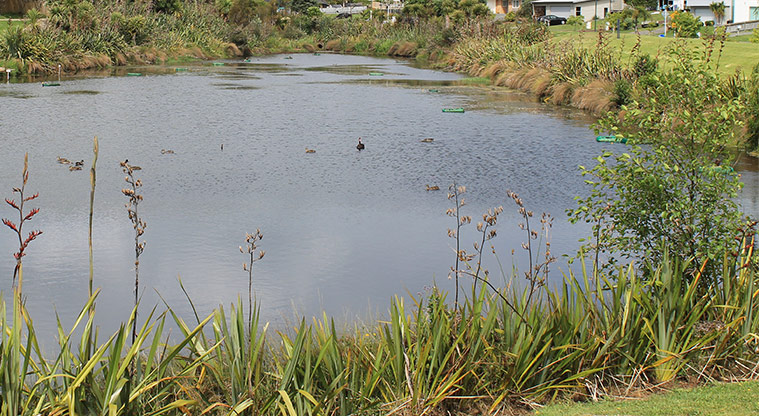Ferry Road Stormwater Pond Reserve - Ducks on the stormwater pond. Photo credit: M Loubser.