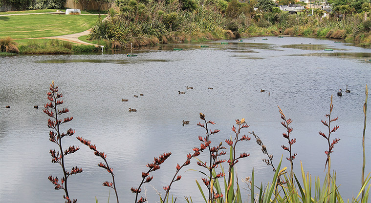 Ferry Road Stormwater Pond Reserve - Ducks on the stormwater pond. Photo credit: M Loubser.