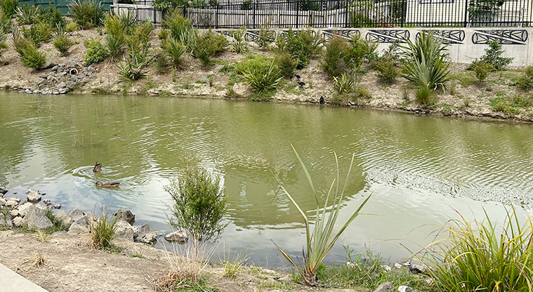 Freeland Reserve - Section of the stormwater pond with tuna (eel) trap designs on the fence in the background. Photo credit: S Hulse.