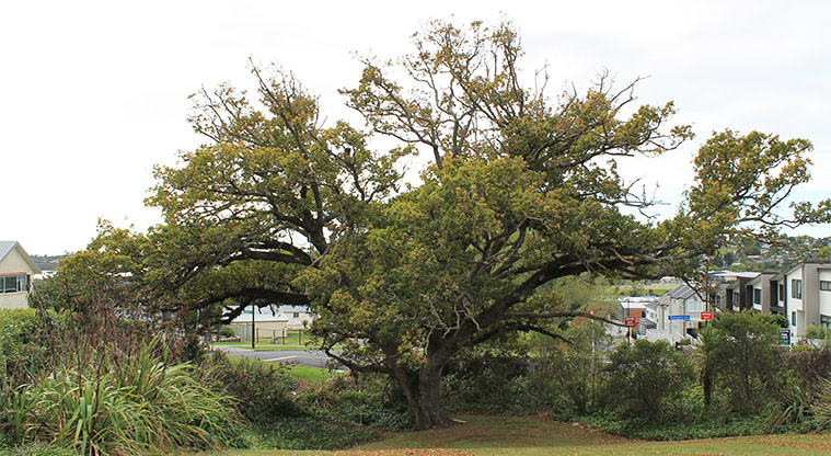 Galbraith Greens - Large tree in the reserve. Photo credit: M Loubser.