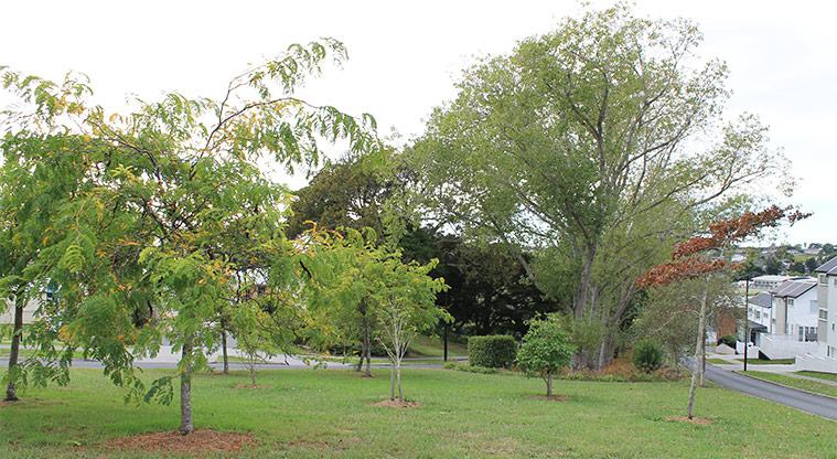 Galbraith Greens - Trees and grassed area in the reserve. Photo credit: M Loubser.