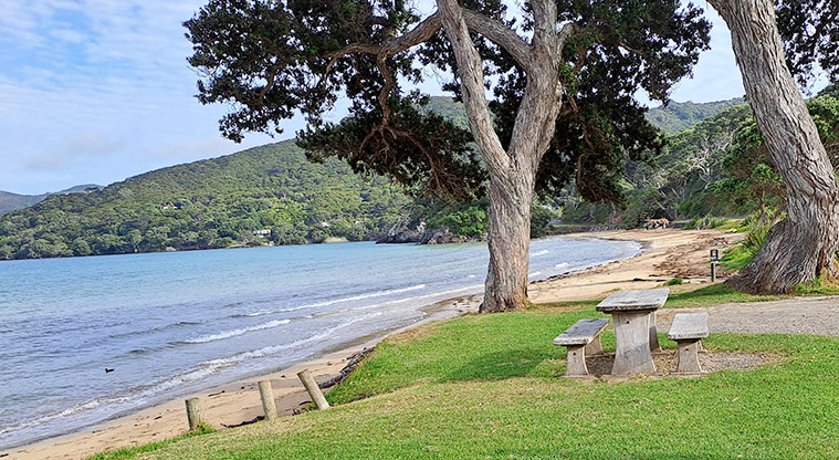 Gooseberry Flat - A picnic table, large tree and view of the beach.