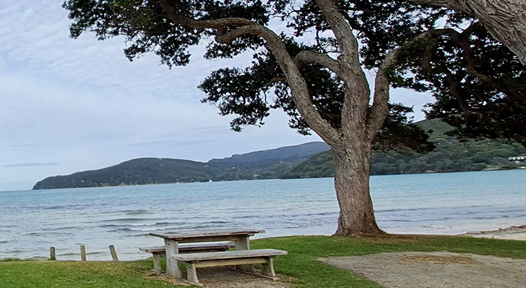 Gooseberry Flat - Picnic table and a large tree with Puriri Bay in the background.