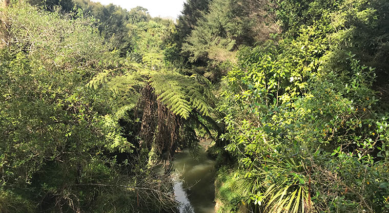 Harold Moody Reserve - Waikumete Stream which runs through the middle of the reserve.