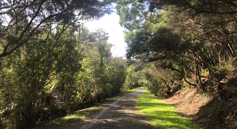 Kauri Point Domain - Section of gravel path with established trees and bush on both sides.