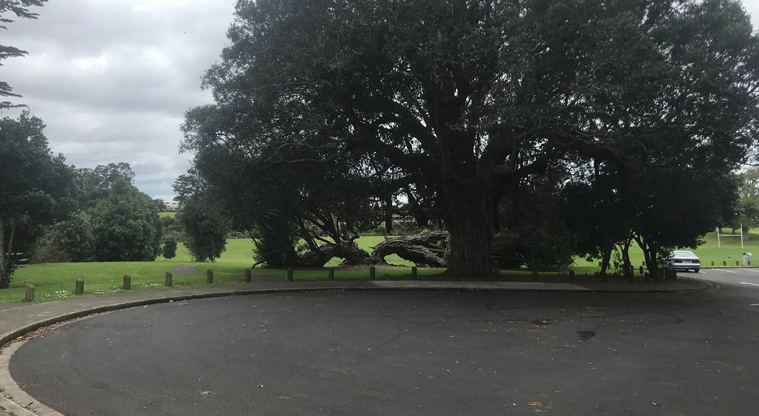 Laurie Gibbons Memorial Park - Turning bay, large tree and entrance to the parking areas at the bottom of Gibbons Road.