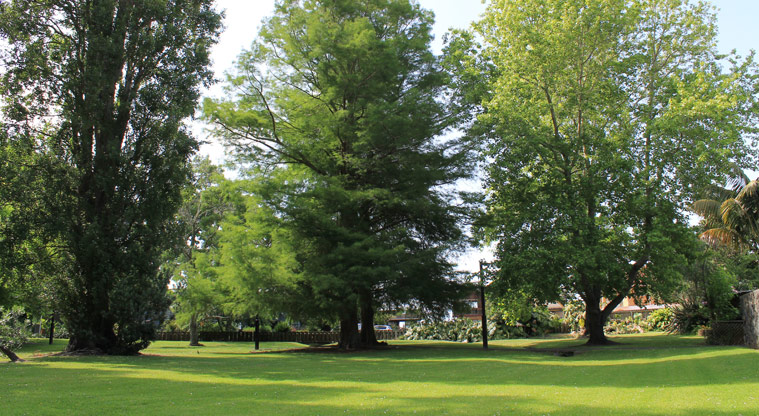 Mckenzie Avenue Park - Mature trees scattered around the park. Photo credit: M Loubser.