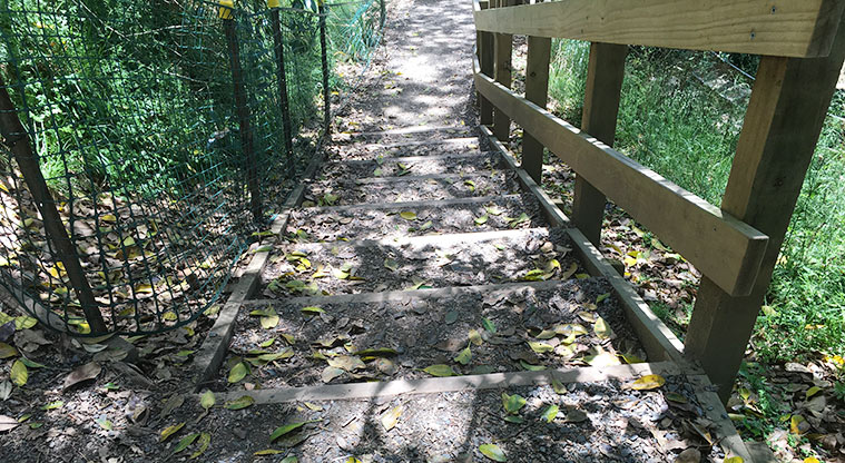 Ōhinerau / Mount Hobson - Section of steps with a handrail going down a section of the maunga.
