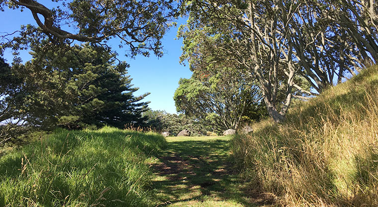 Pukewīwī / Puketāpapa / Mount Roskill - Looking up the hill through the trees. Photo credit: S Hulse.