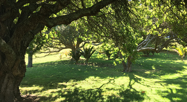 Pukewīwī / Puketāpapa / Mount Roskill - Section of trees with grass on the side of the maunga. Photo credit: S Hulse.