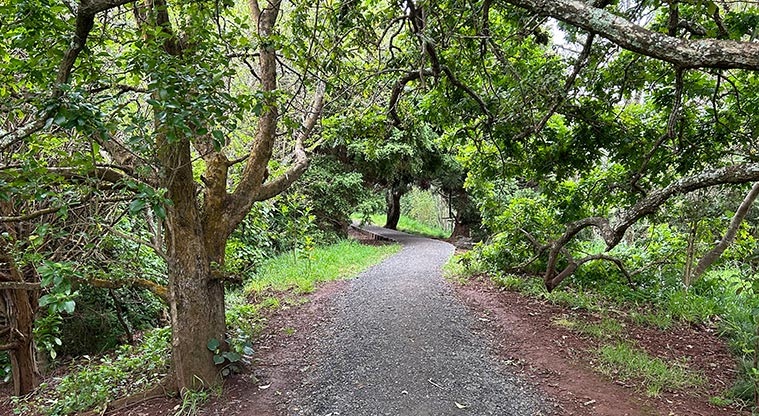 Ōwairaka / Te Ahi-kā-a-Rakataura / Mt Albert - A section of one of the paths around the maunga. Photo credit: S Hulse.