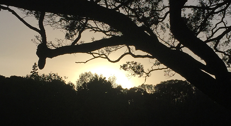 Ōwairaka / Te Ahi-kā-a-Rakataura / Mt Albert - Sunrise at the top of the maunga. Photo credit: S Hulse.
