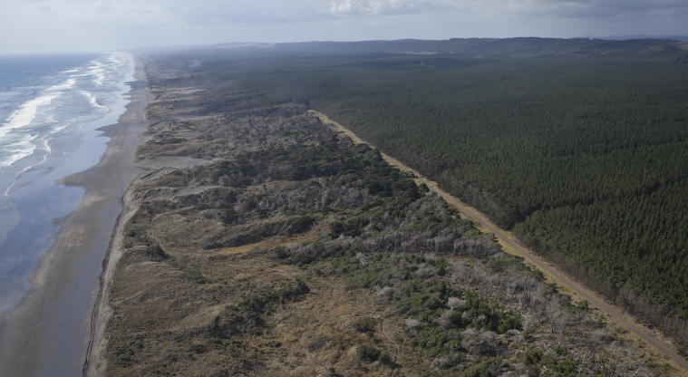Muriwai Regional Park - Muriwai Beach with Woodhill Forest on the right.