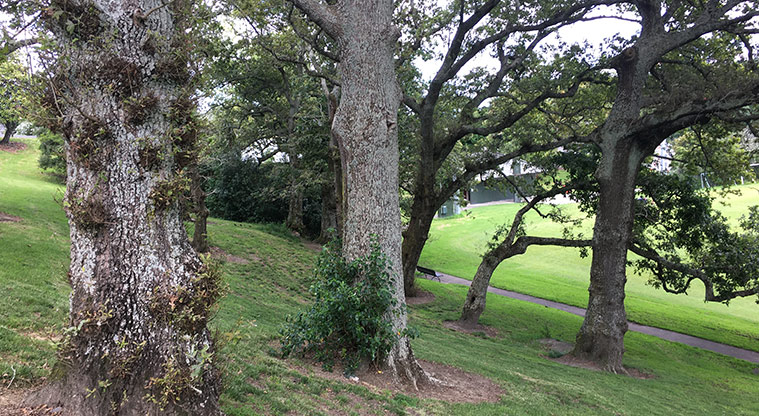 Nixon Park - Lovely old trees on the hillside. Photo credit: S Hulse.