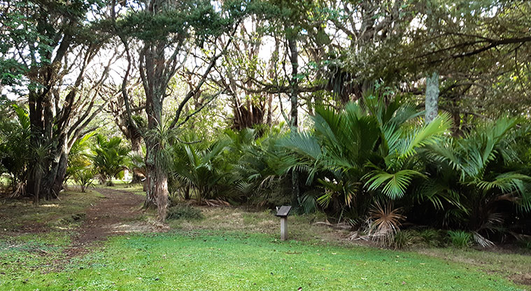 Okiwi Park - Grassed area leading into a section of the bush.