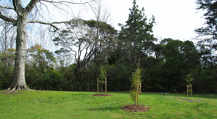 Opanuku Reserve - Open grassy area with trees and a seat in the background. Photo credit: Tracey Hodder.