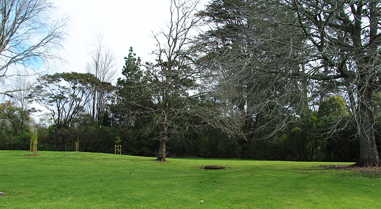 Opanuku Reserve - Open grassy area with trees of varying sizes. Photo credit: Tracey Hodder.