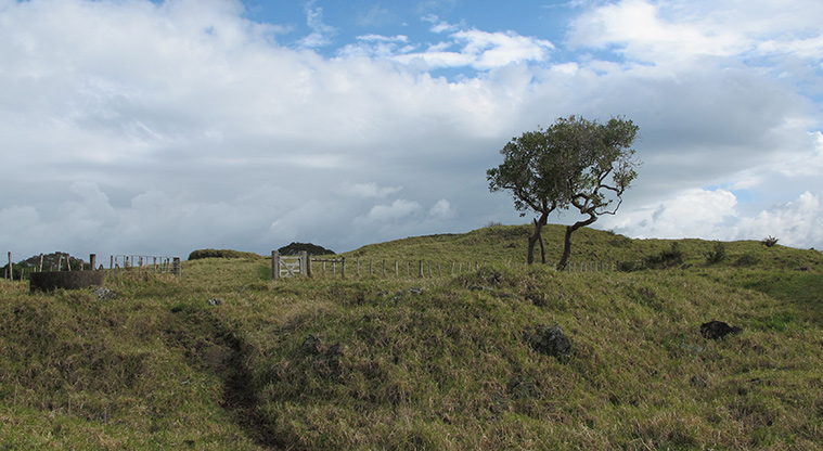 Ōtuataua Stonefields Reserve - A hilly section of one of the paddocks with a tree at the top of the rise.