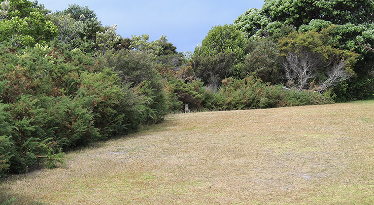 Pacific Parade Coastal Reserve - Area of open green space and trees. Photo credit: M Loubser.