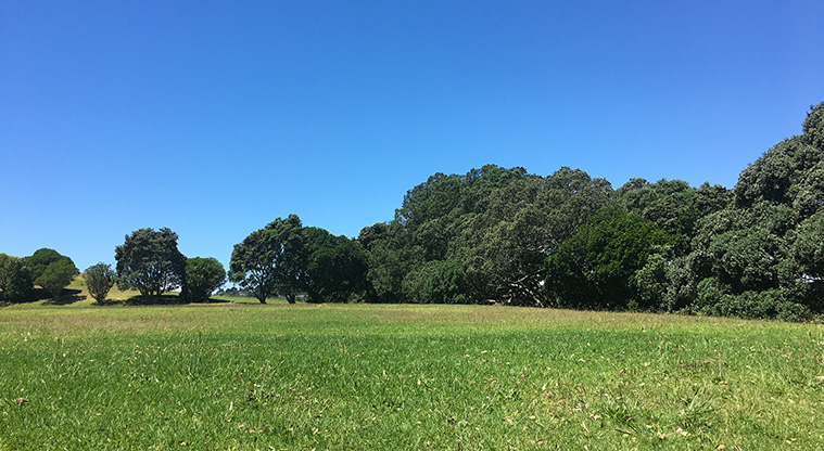 Ōhuiarangi / Pigeon Mountain - Open grassed space with trees in the background.
